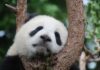 Ile kosztuje Panda 4×4? Ile kosztuje Panda 4x4?