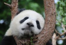 Ile kosztuje Panda 4×4? Ile kosztuje Panda 4x4?