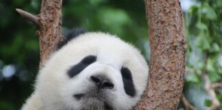 Ile kosztuje Panda 4x4?