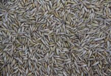 Kto produkuje Fiata 500? Kto produkuje Fiata 500?