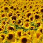 Jak wyeliminować chwasty dwuliścienne z uprawy buraka cukrowego? Jak wyeliminować chwasty dwuliścienne z uprawy buraka cukrowego
