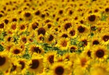 Jak wyeliminować chwasty dwuliścienne z uprawy buraka cukrowego